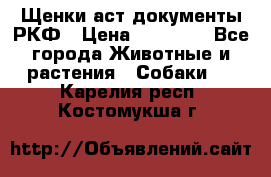 Щенки аст документы РКФ › Цена ­ 15 000 - Все города Животные и растения » Собаки   . Карелия респ.,Костомукша г.